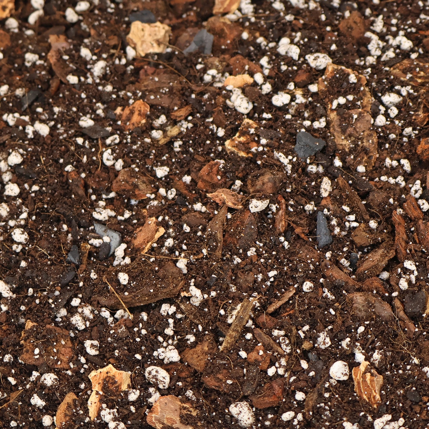 Mezcla de ficus e higos