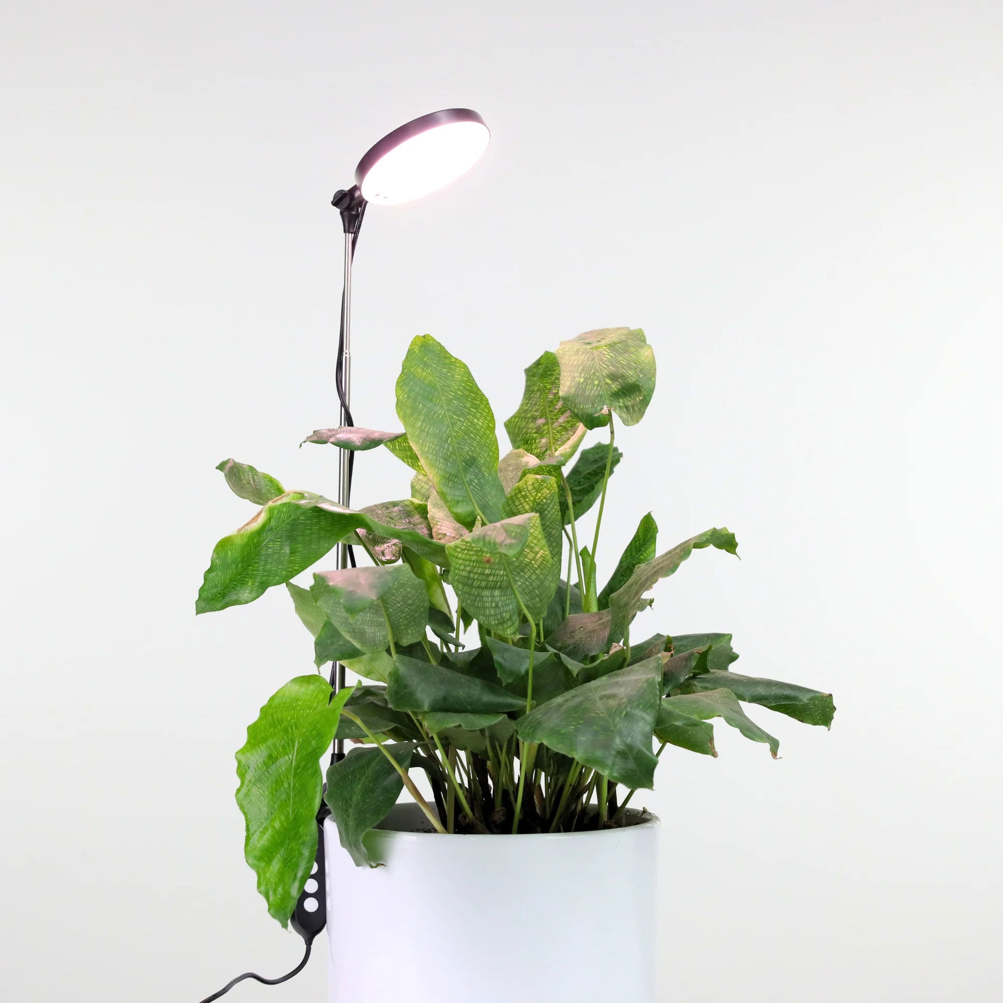 Philodendron Florida Beauty x Polypodioides – Curious Plant Killer
