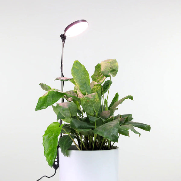 anthurium wendlingeri buy Anthurium Wendlingeri – Curious Plant Killer