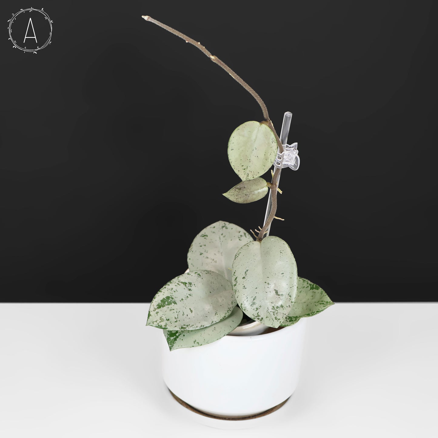 Hoya Carnosa TPQ-030 "Stardust Silver"