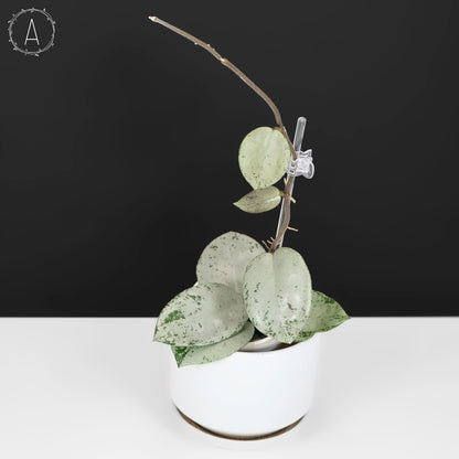 Hoya Carnosa TPQ-030 "Stardust Silver"