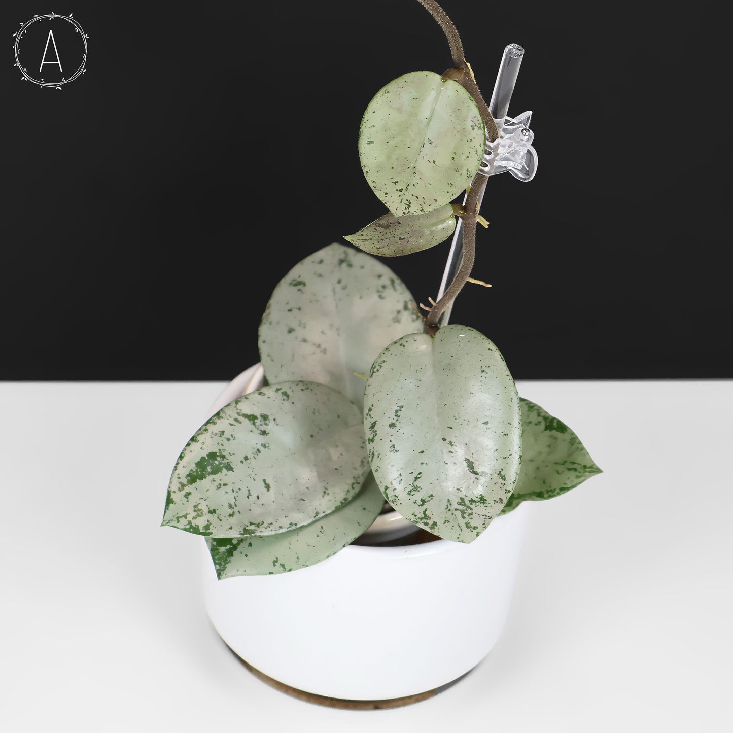 Hoya Carnosa TPQ-030 "Stardust Silver"