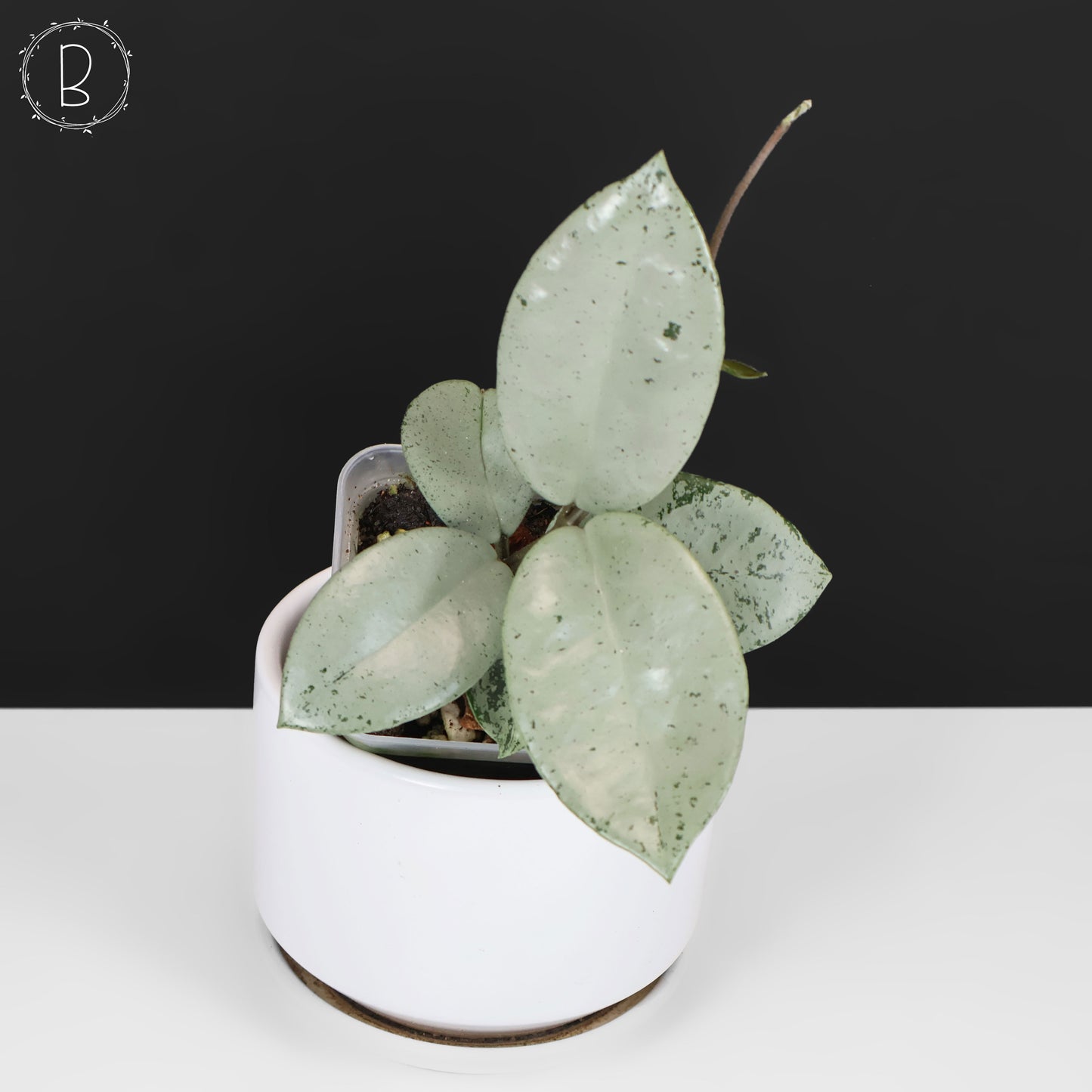 Hoya Carnosa TPQ-030 "Stardust Silver"