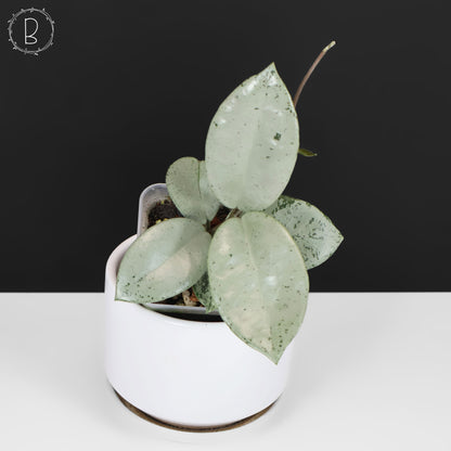 Hoya Carnosa TPQ-030 "Stardust Silver"