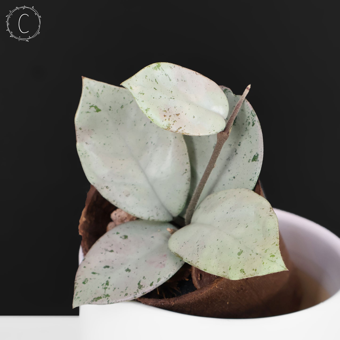 Hoya Carnosa TPQ-030 "Stardust Silver"
