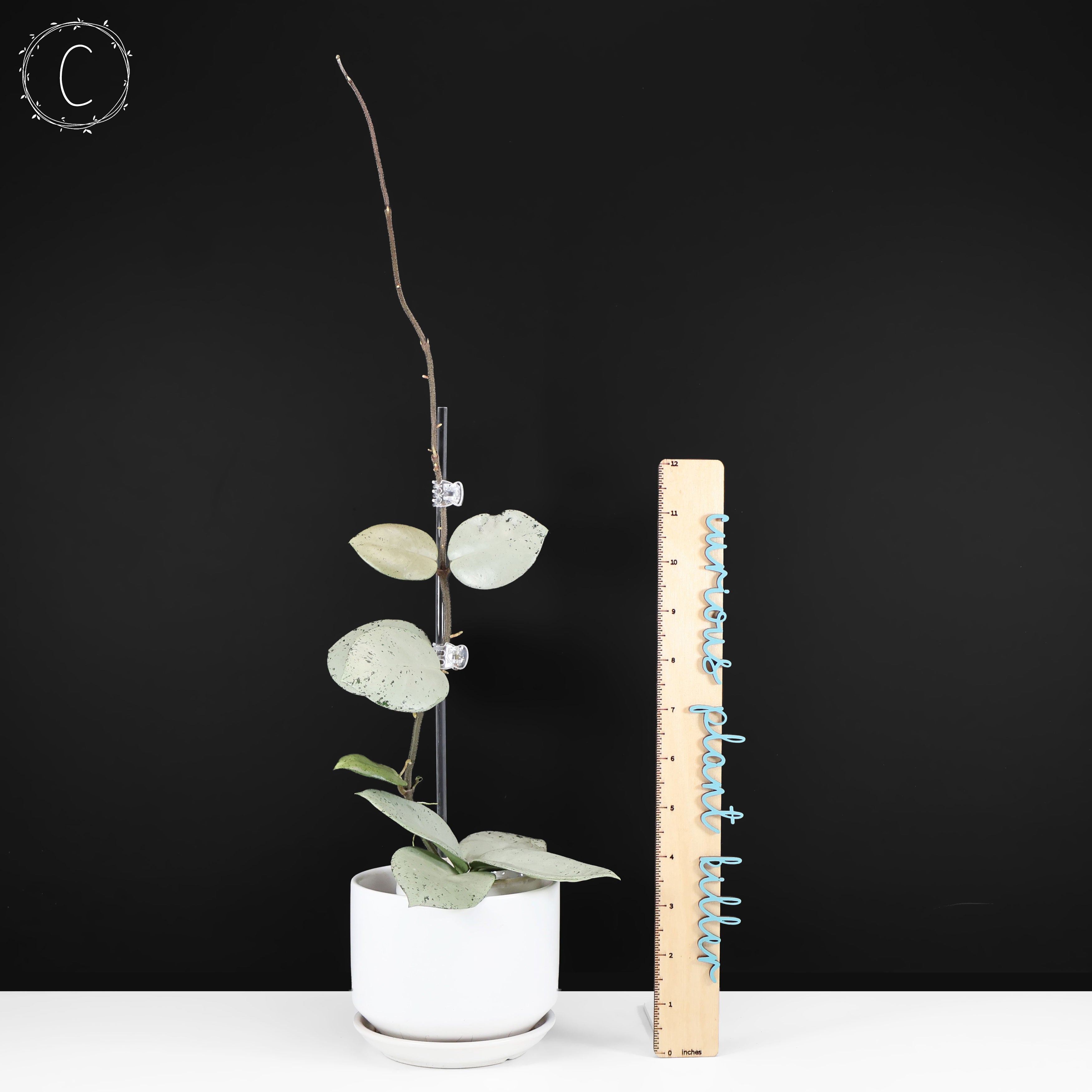 Hoya Carnosa TPQ-030 