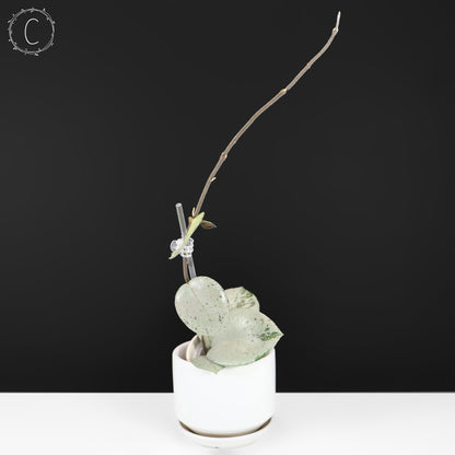 Hoya Carnosa TPQ-030 "Stardust Silver"