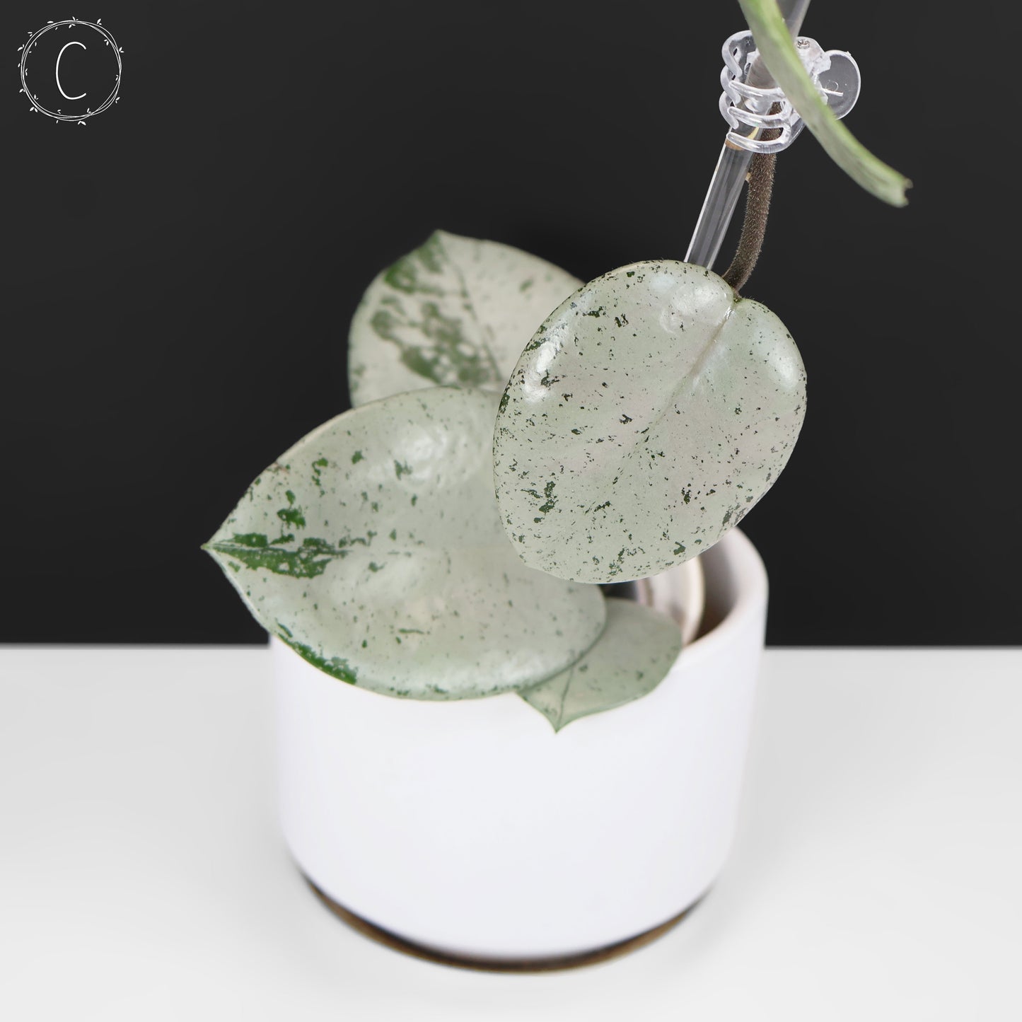 Hoya Carnosa TPQ-030 "Stardust Silver"