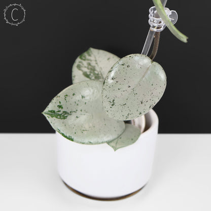 Hoya Carnosa TPQ-030 "Stardust Silver"