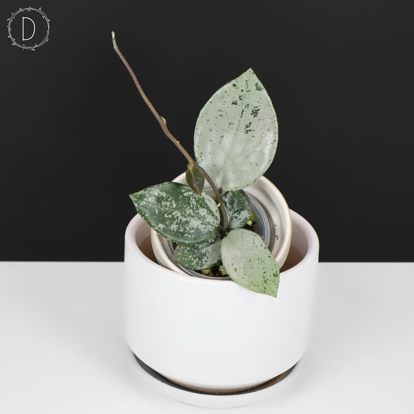 Hoya Carnosa TPQ-030 "Stardust Silver"