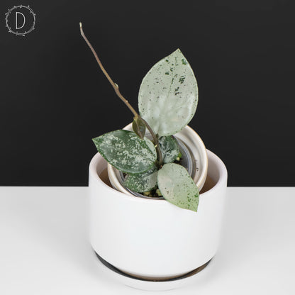 Hoya Carnosa TPQ-030 "Stardust Silver"