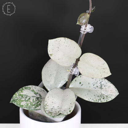 Hoya Carnosa TPQ-030 "Stardust Silver"