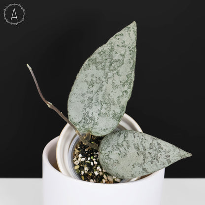 Hoya Caudata Argentea