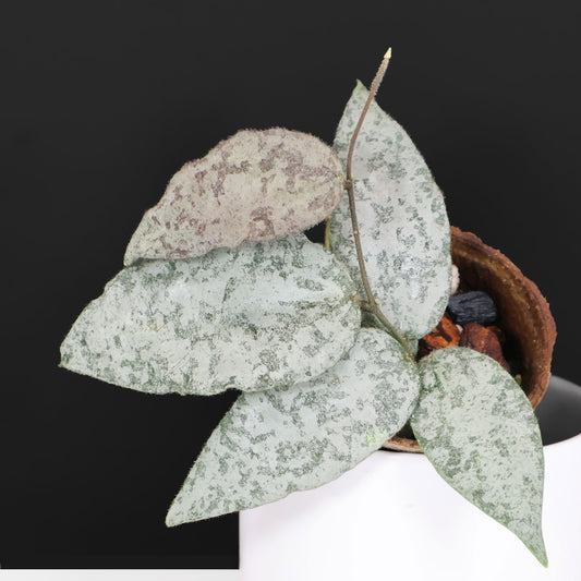Hoya Caudata Argentea