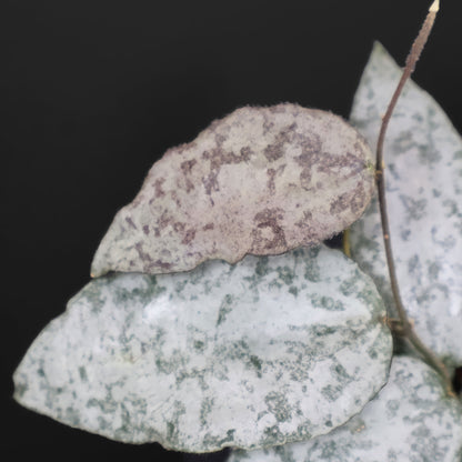 Hoya Caudata Argentea