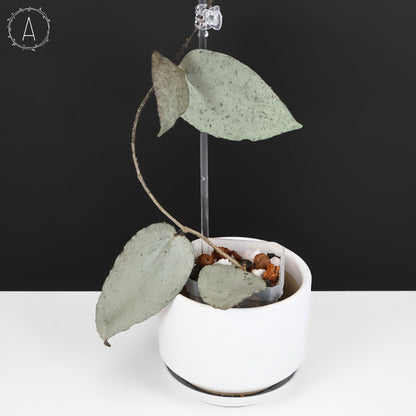 Hoya Caudata Argentea Plata