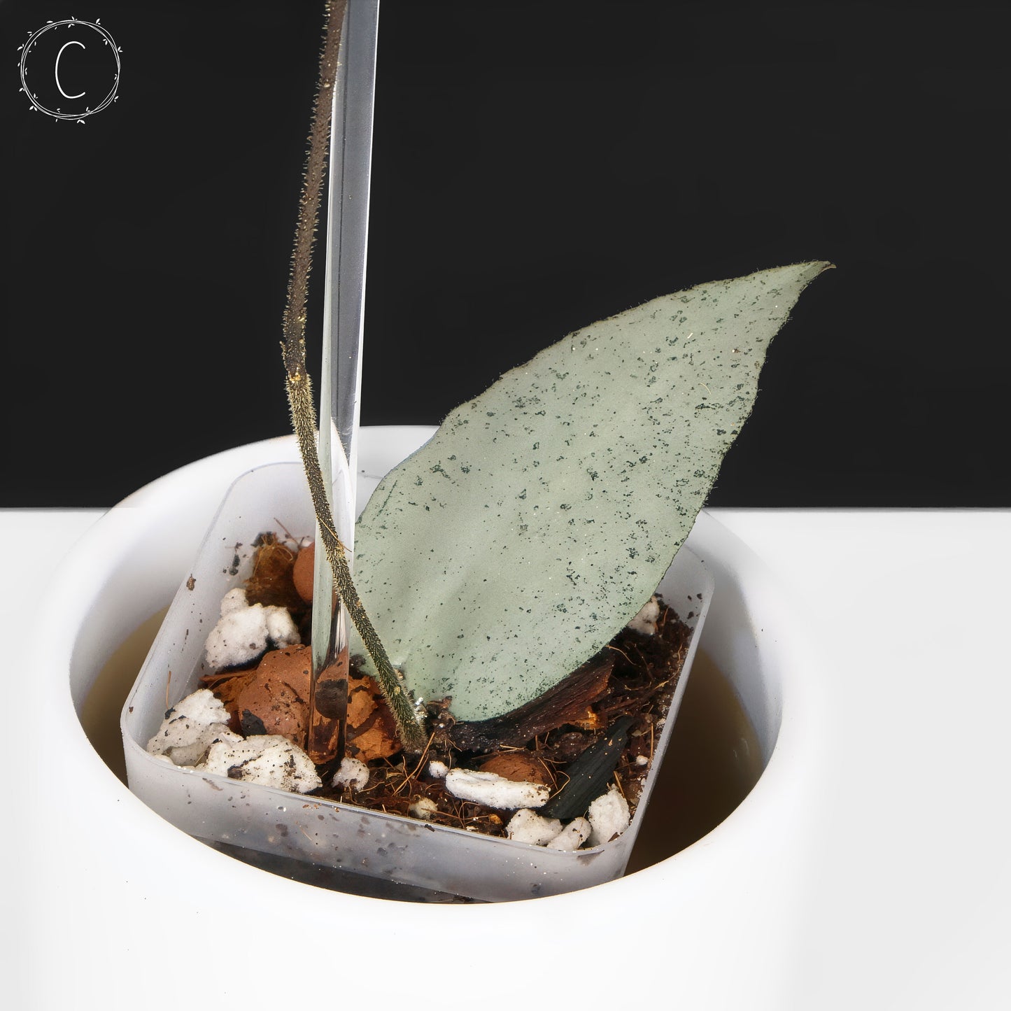 Hoya Caudata Argentea Plata