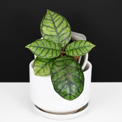 Hoya Callistophylla "Chibi"