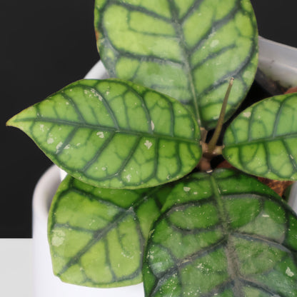 Hoya Callistophylla "Chibi"