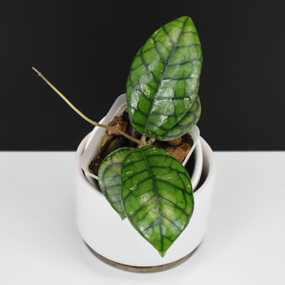 Hoya Callistophylla "Chibi"