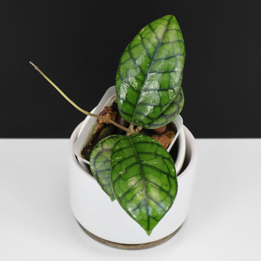 Hoya Callistophylla "Chibi"