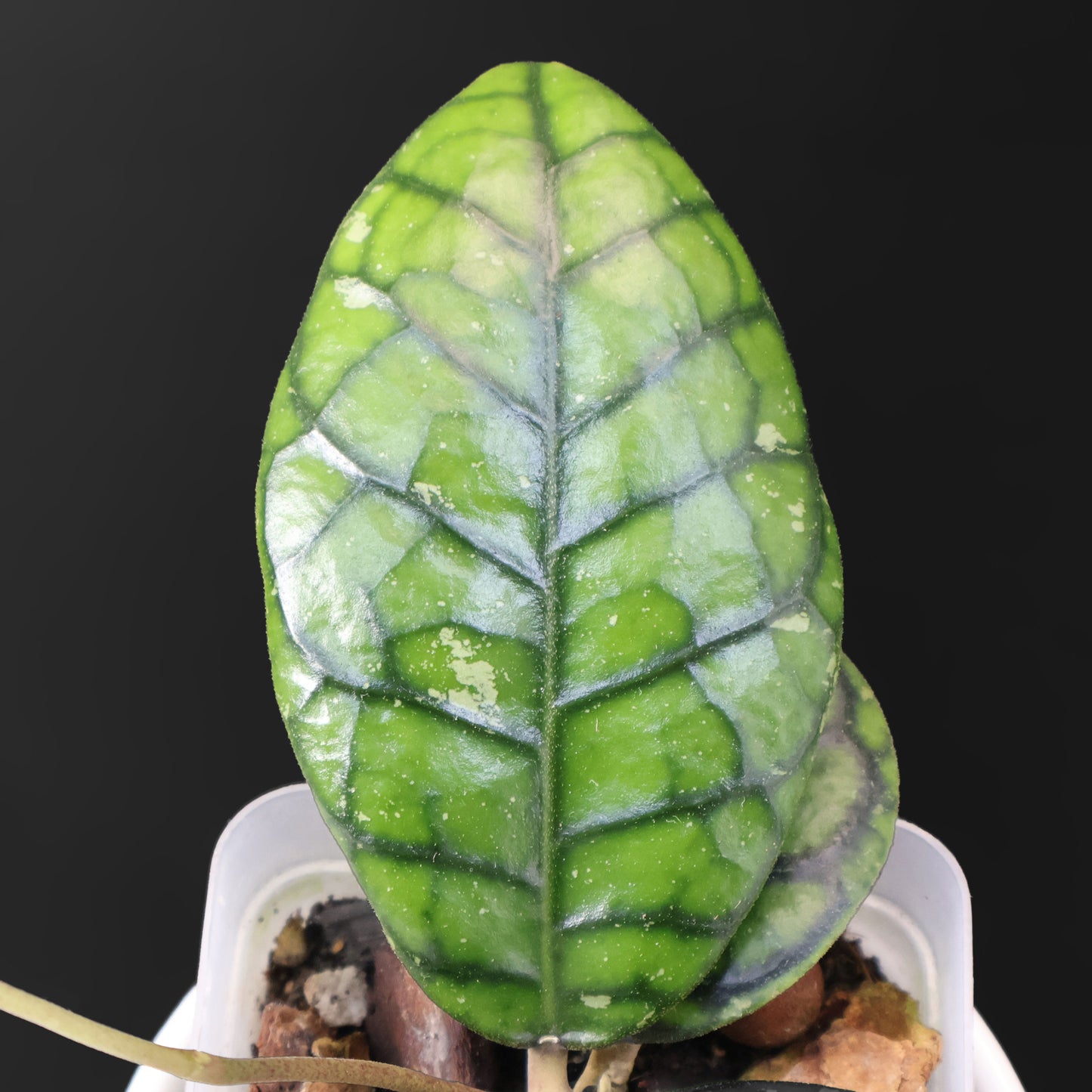 Hoya Callistophylla "Chibi"