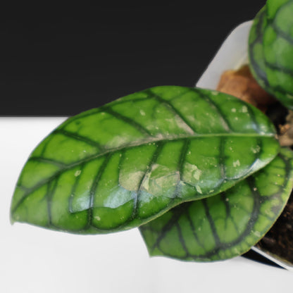 Hoya Callistophylla "Chibi"
