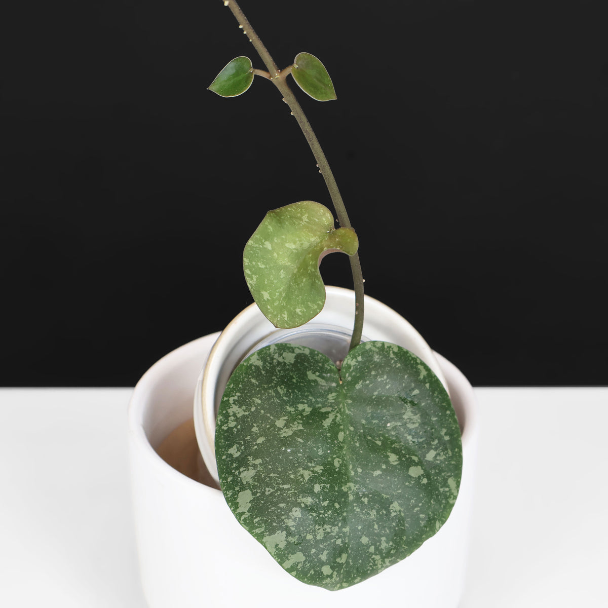 Hoya Cinnamomifolia x Imbricata