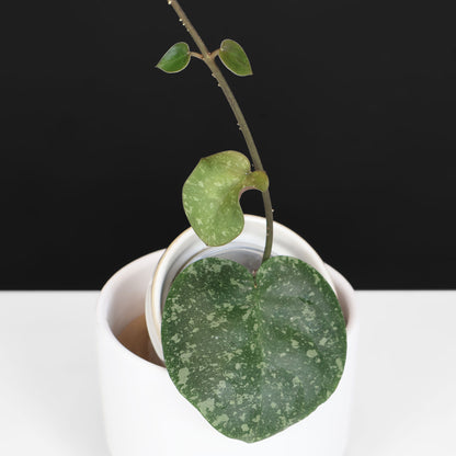 Hoya Cinnamomifolia x Imbricata