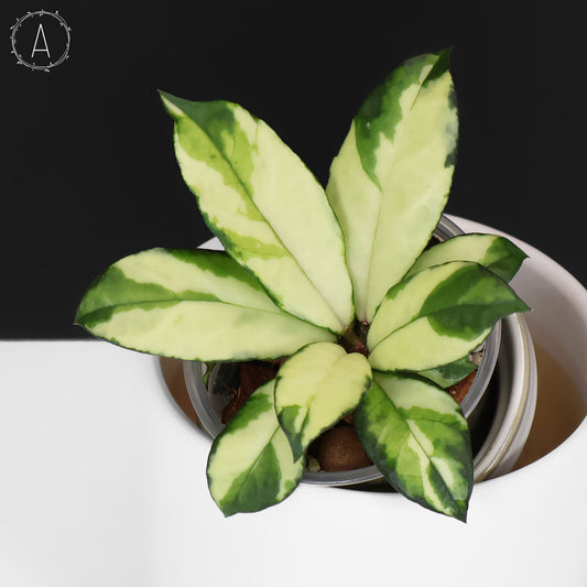 Hoya Crassipetiolata Variegated