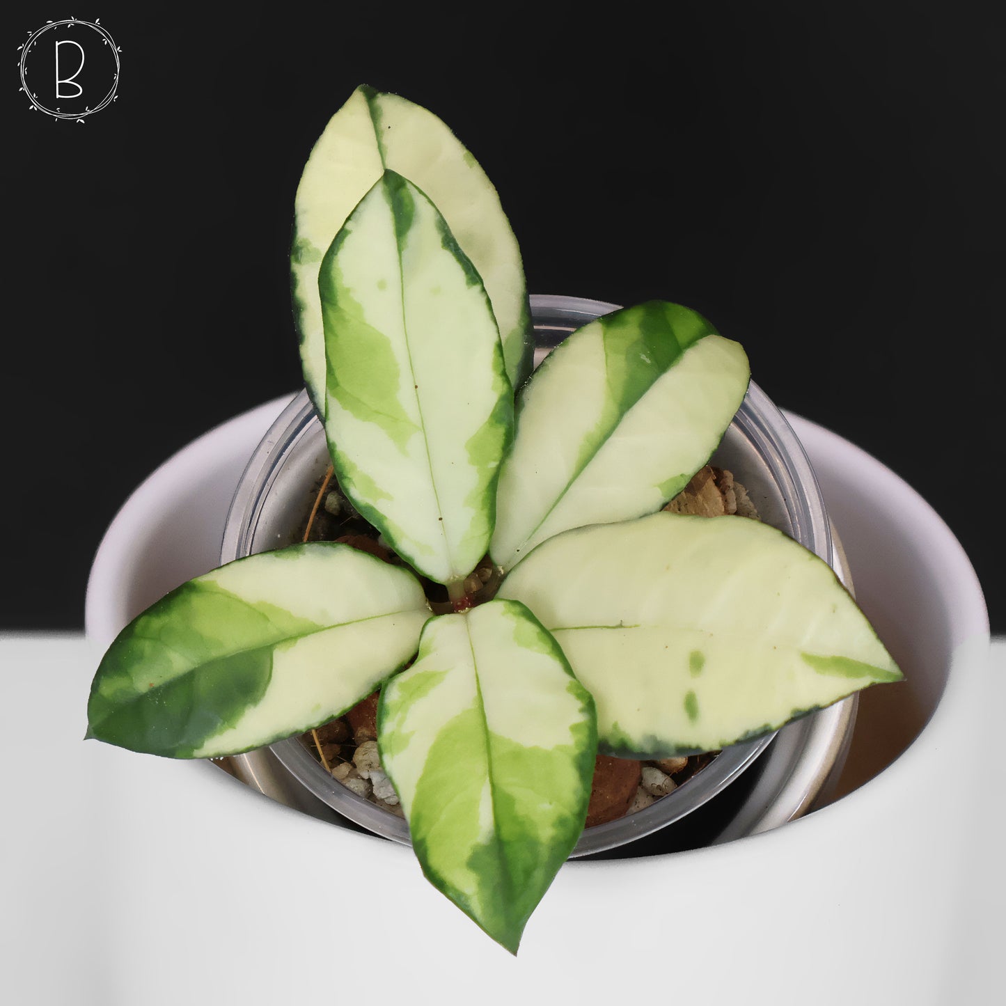 Hoya Crassipetiolata Variegated