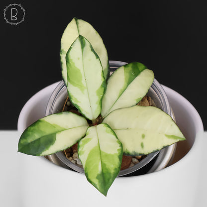 Hoya Crassipetiolata Variegated