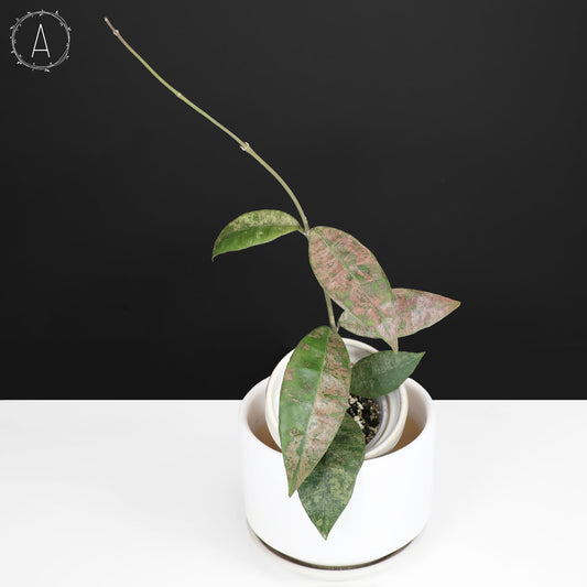 Hoya Finlaysonii Panggha Silver