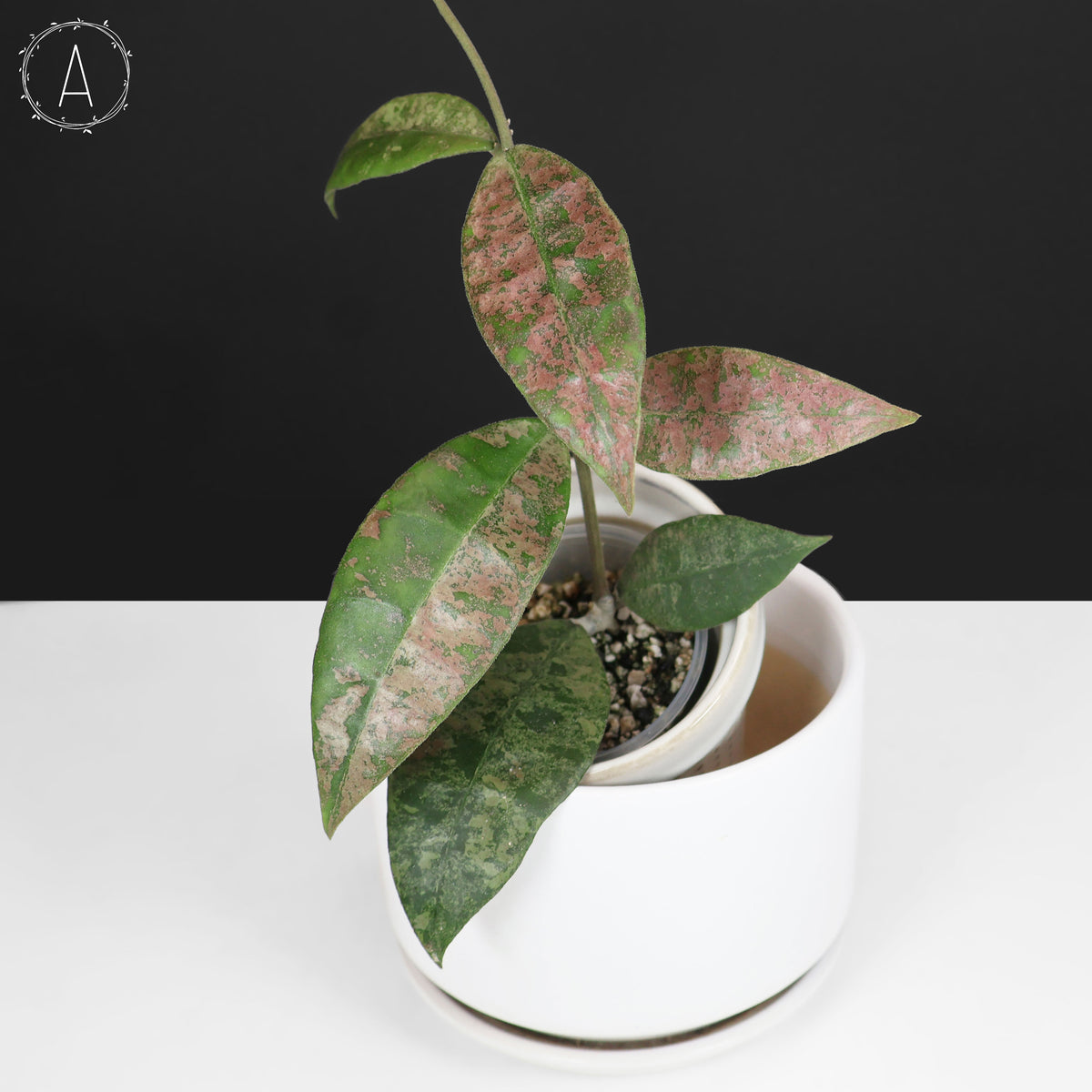 Hoya Finlaysonii Panggha Silver