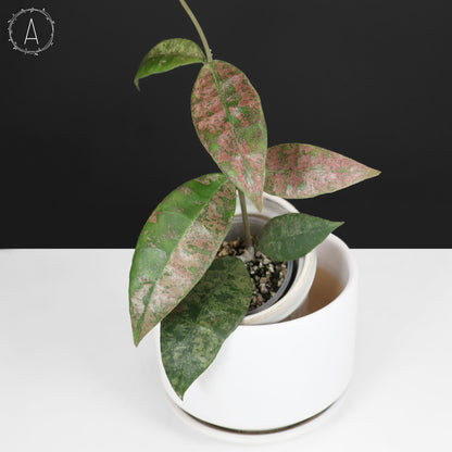 Hoya Finlaysonii Panggha Silver