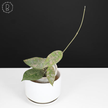 Hoya Finlaysonii Panggha Silver