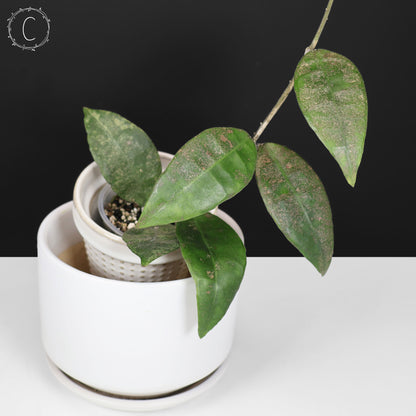 Hoya Finlaysonii Panggha Silver