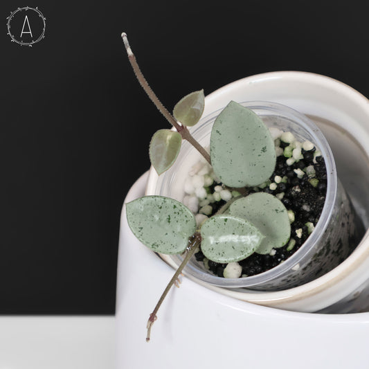 Hoya Mathilde "Hada Gris"