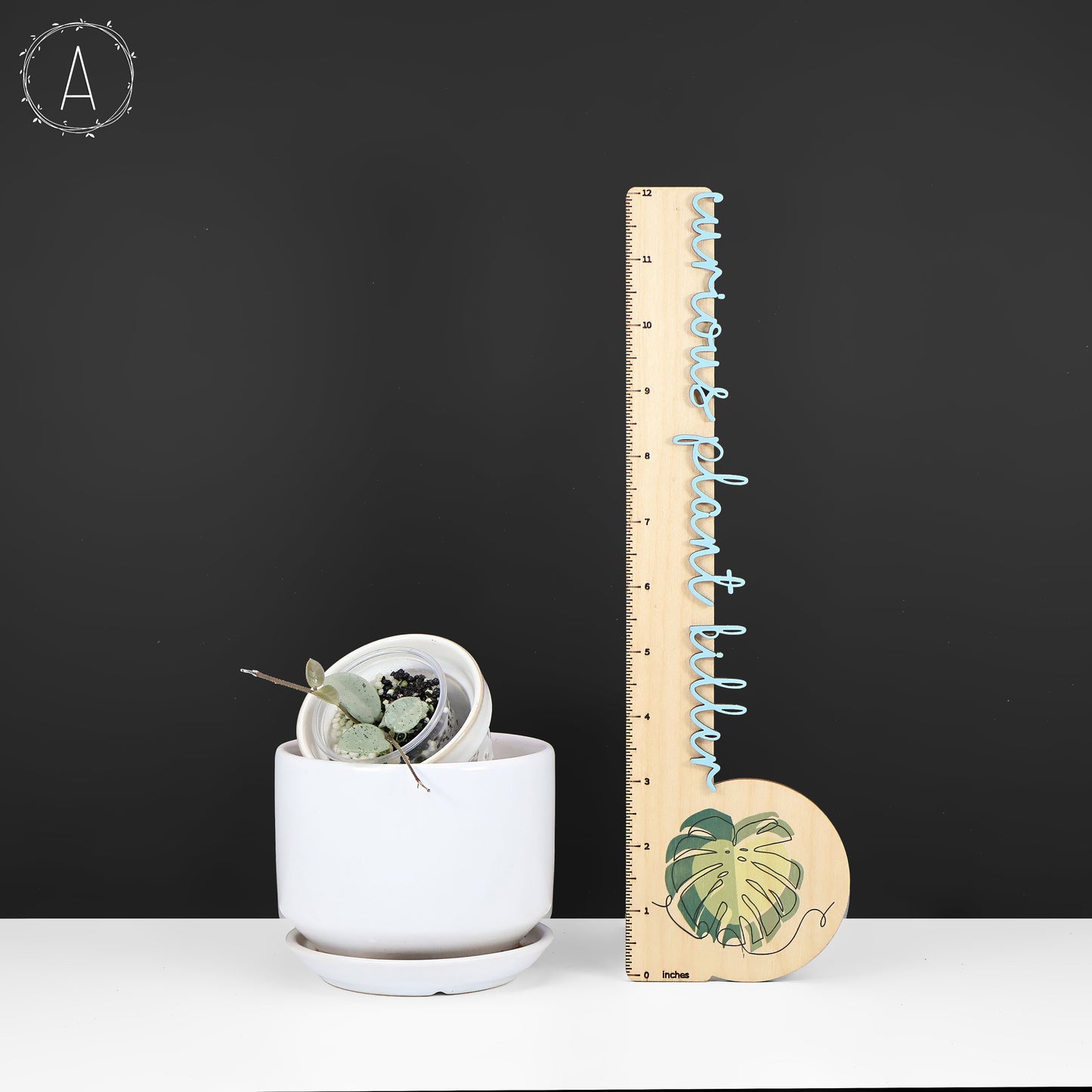 Hoya Mathilde "Hada Gris"