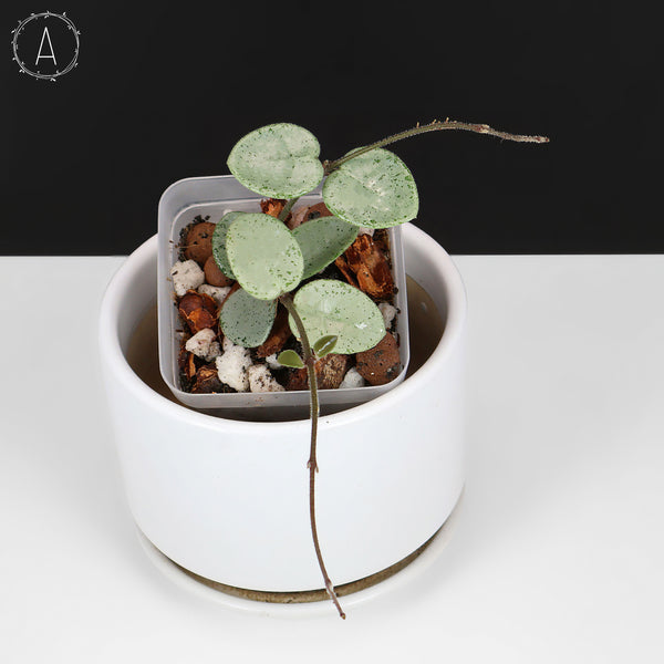 Hoya Mathilde "Hada Gris"