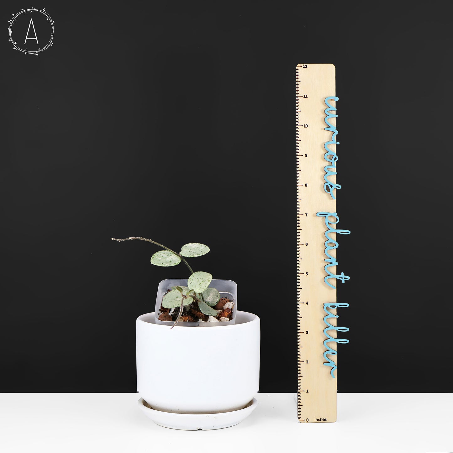 Hoya Mathilde "Hada Gris"