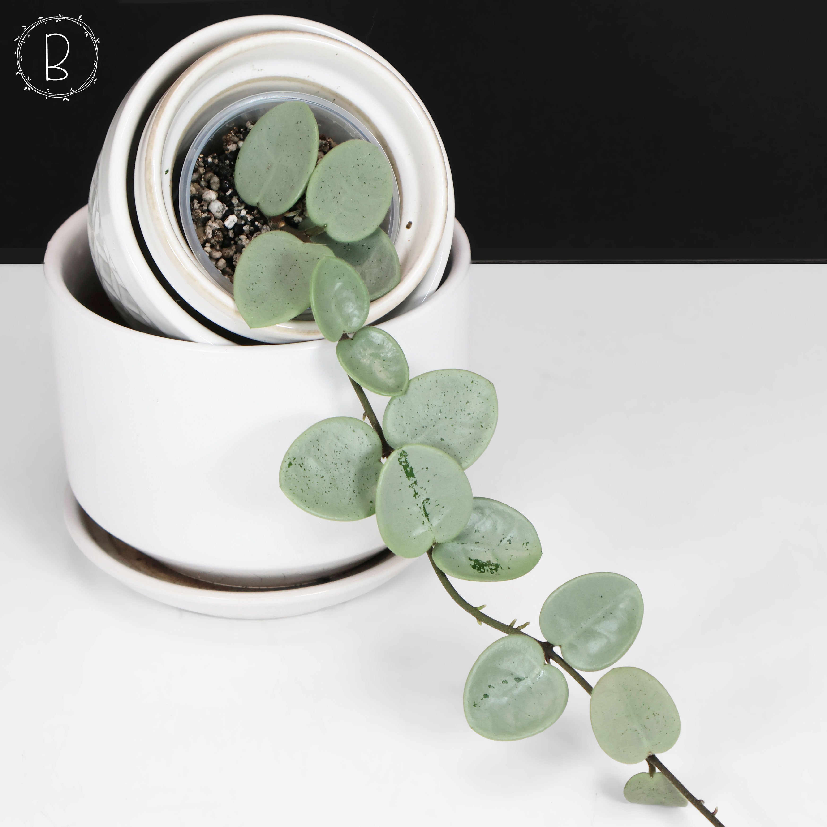 Hoya 