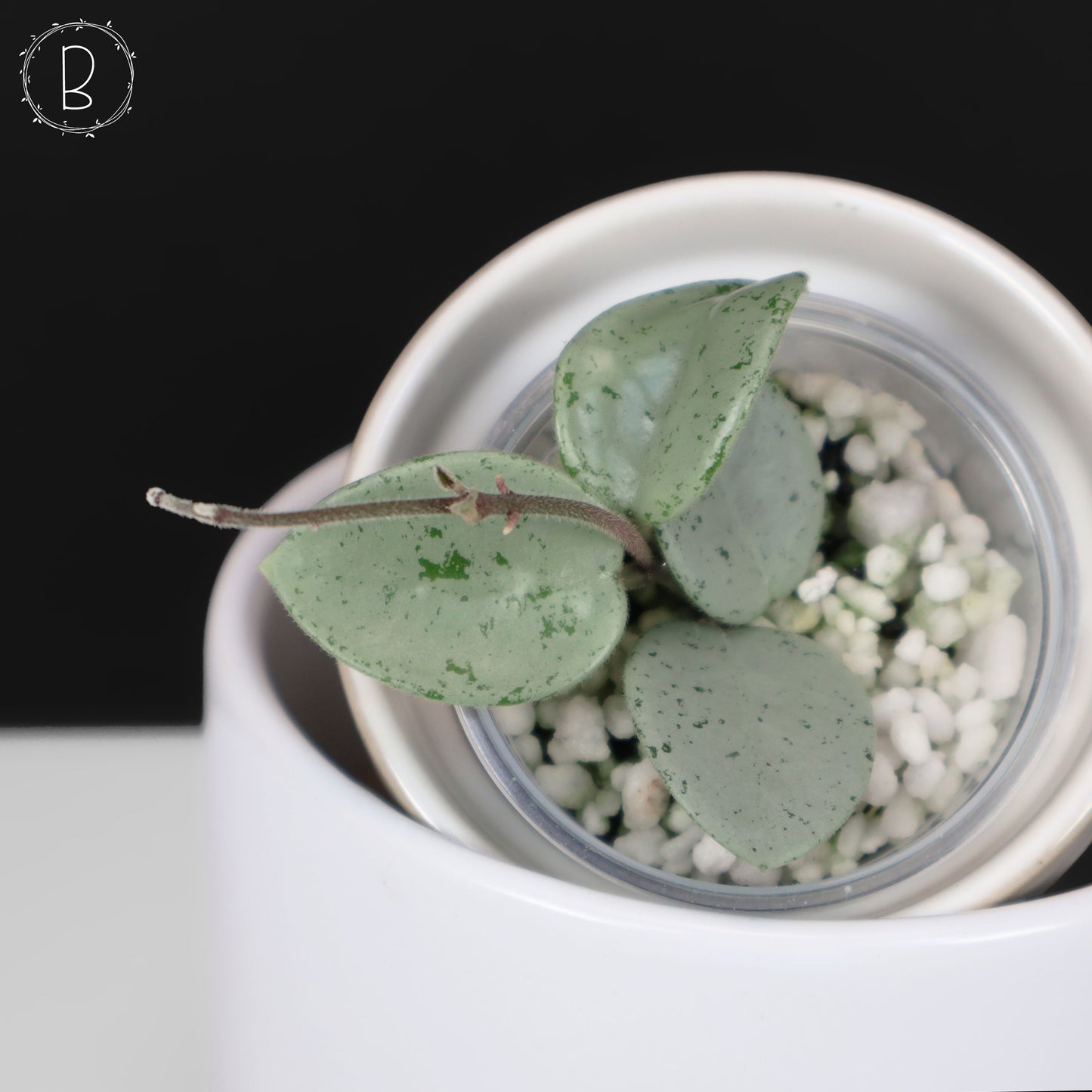 Hoya Mathilde "Hada Gris"