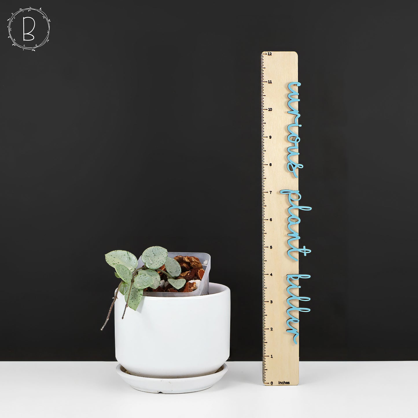 Hoya Mathilde "Hada Gris"