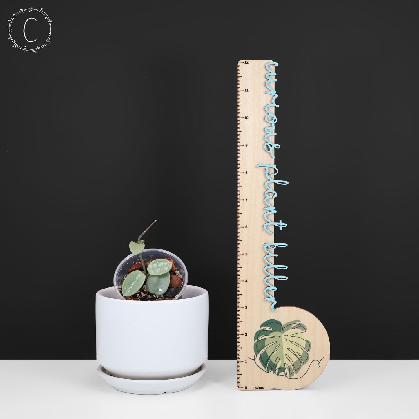 Hoya Mathilde "Hada Gris"