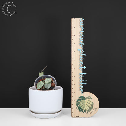 Hoya Mathilde "Hada Gris"