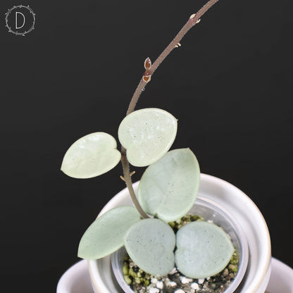 Hoya "Grey Fairy"