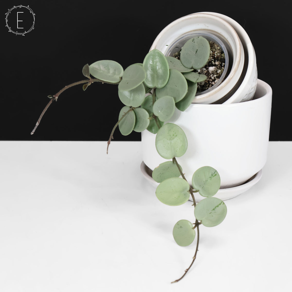 Hoya "Grey Fairy"
