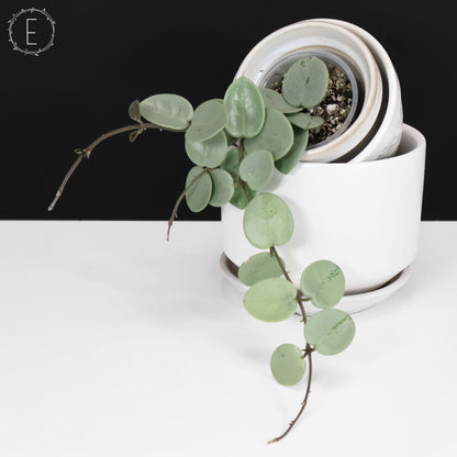 Hoya "Grey Fairy"