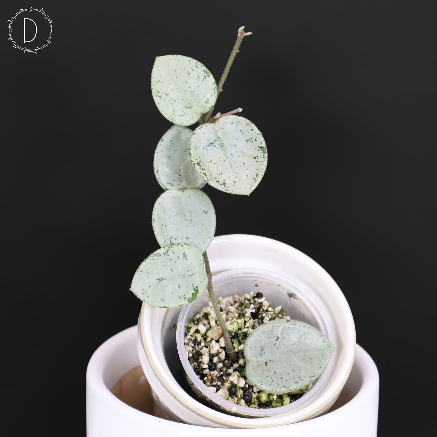 Hoya "Grey Fairy" (Speckled Form)